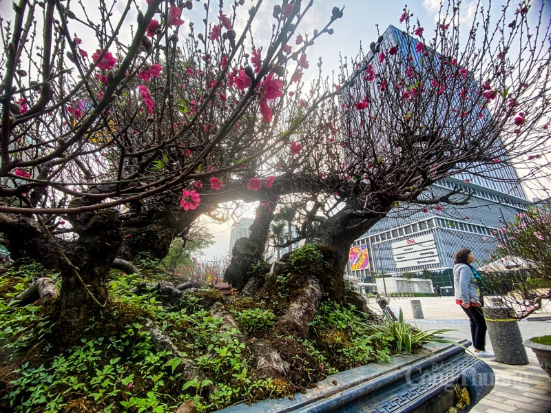 Mãn nhãn cây đào “nổi tiếng” làng Nhật Tân, giá cho thuê cao ngất ngưởng Mãn nhãn cây đào “nổi tiếng” làng Nhật Tân, giá cho thuê cao ngất ngưởng