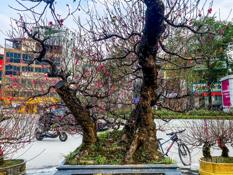 Mãn nhãn cây đào “nổi tiếng” làng Nhật Tân, giá cho thuê cao ngất ngưởng Mãn nhãn cây đào “nổi tiếng” làng Nhật Tân, giá cho thuê cao ngất ngưởng