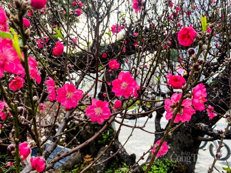Mãn nhãn cây đào “nổi tiếng” làng Nhật Tân, giá cho thuê cao ngất ngưởng Mãn nhãn cây đào “nổi tiếng” làng Nhật Tân, giá cho thuê cao ngất ngưởng