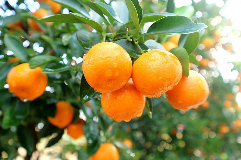 quả quất còn có công dụng như một vị thuốc hữu ích với sức khỏe quả quất còn có công dụng như một vị thuốc hữu ích với sức khỏe
