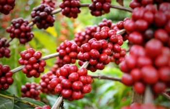 Giá cà phê mới nhất ngày 7/2/2024: Thị trường cà phê trong nước giảm 1000 đồng/kg