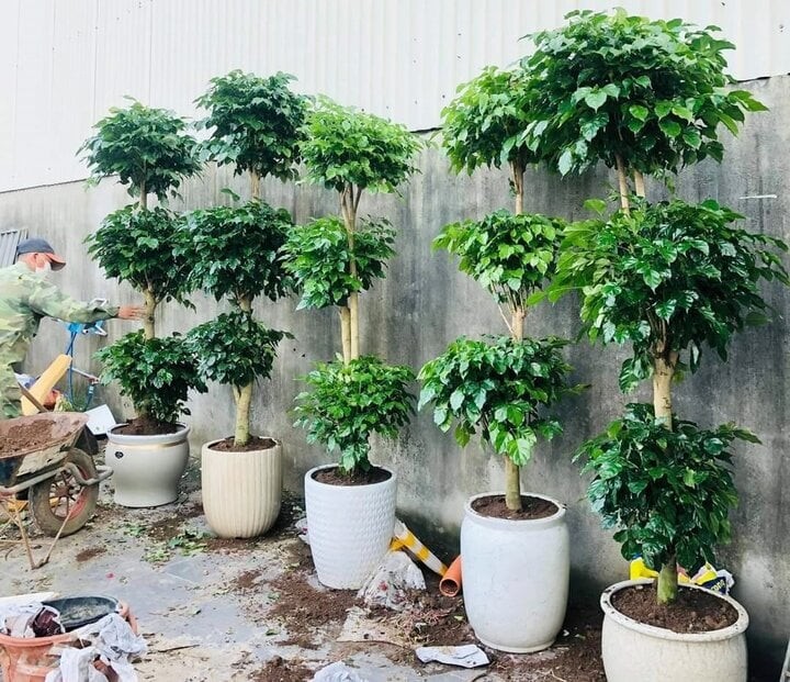 Những loại cây mang lại may mắn để trưng bày dịp lễ Tết Những loại cây mang lại may mắn để trưng bày dịp lễ Tết
