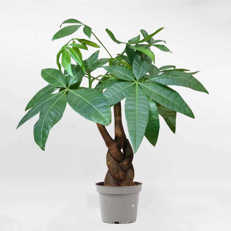 Những loại cây mang lại may mắn để trưng bày dịp lễ Tết Những loại cây mang lại may mắn để trưng bày dịp lễ Tết