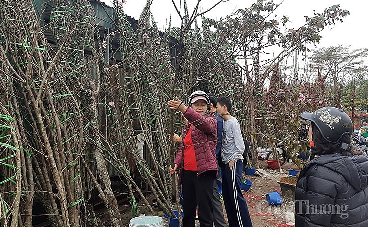 Đào rừng cũng là lựa chọn của khá nhiều người tiêu dùng Thủ đô để chơi Tết Đào rừng cũng là lựa chọn của khá nhiều người tiêu dùng Thủ đô để chơi Tết