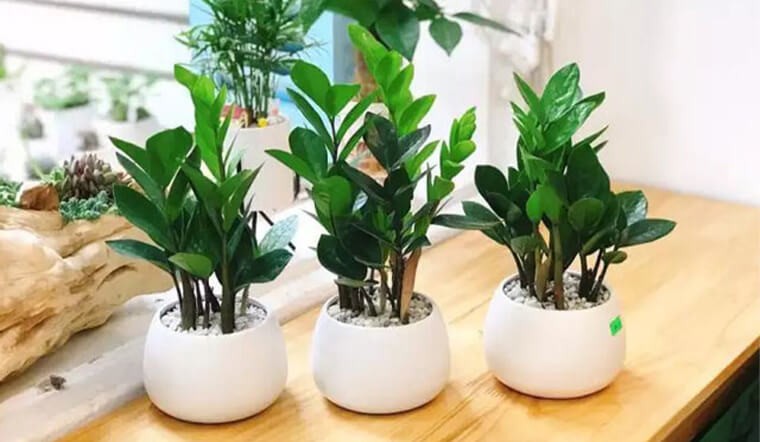 Những loại cây mang lại may mắn để trưng bày dịp lễ Tết Những loại cây mang lại may mắn để trưng bày dịp lễ Tết
