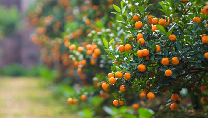 Những loại cây mang lại may mắn để trưng bày dịp lễ Tết Những loại cây mang lại may mắn để trưng bày dịp lễ Tết