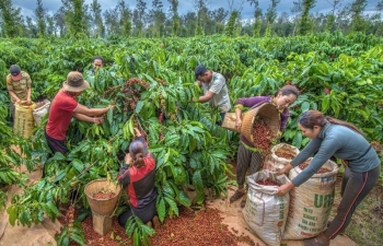 Giá cà phê mới nhất ngày 9/2/2024: Thị trường cà phê trong nước duy trì đà tăng, mức tăng 200 đồng/kg