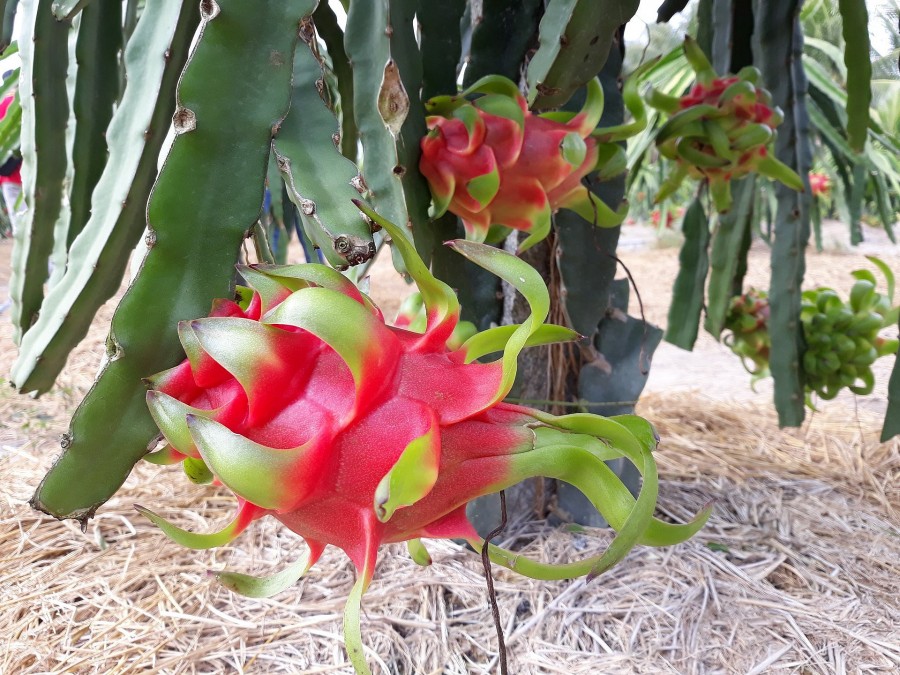 Thanh long đắt hành dịp Tết Nguyên đán Giáp Thìn 2024 Thanh long đắt hành dịp Tết Nguyên đán Giáp Thìn 2024