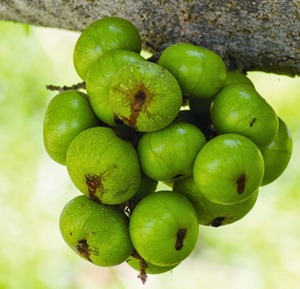 Một chùm sung có giá dao động từ 50.000-70.000 đồng, tương đương 200.000-250.000 đồng/kg. Mức giá này gấp 20-25 lần giá bán ngày thường. Một chùm sung có giá dao động từ 50.000-70.000 đồng, tương đương 200.000-250.000 đồng/kg. Mức giá này gấp 20-25 lần giá bán ngày thường.