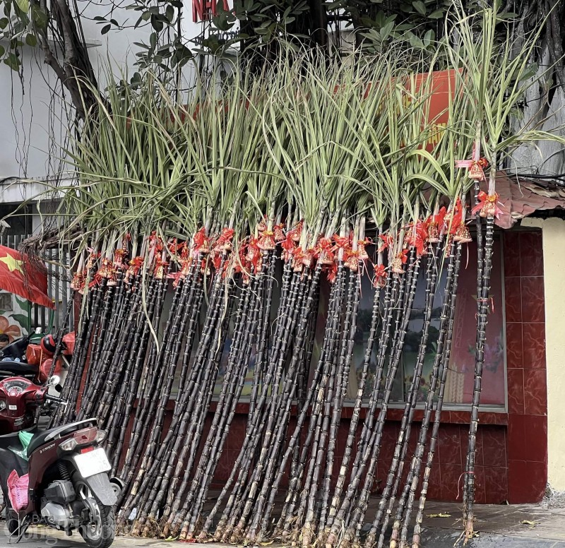 Những cây mía lộc “đổ bộ” xuống phố chờ đón giao thừa Những cây mía lộc “đổ bộ” xuống phố chờ đón giao thừa