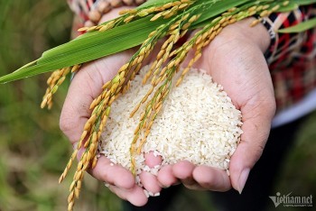 Thương hiệu gạo Việt Nam đang ở đâu trên bản đồ thế giới?