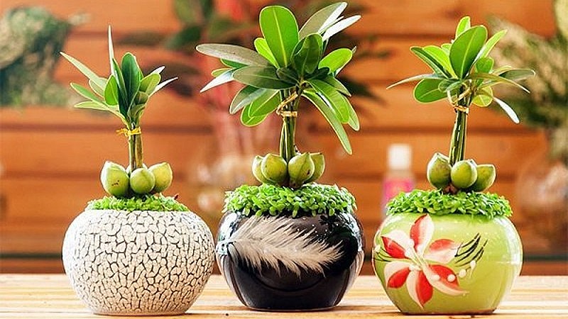 Cây tài lộc theo quan niệm dân gian cũng sẽ giúp gia chủ thu hút may mắn vào nhà. Cây tài lộc theo quan niệm dân gian cũng sẽ giúp gia chủ thu hút may mắn vào nhà.