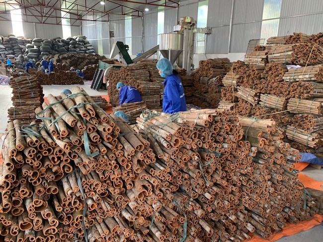 Nữ doanh nhân lan tỏa thương hiệu quế, hồi Việt Nam Nữ doanh nhân lan tỏa thương hiệu quế, hồi Việt Nam