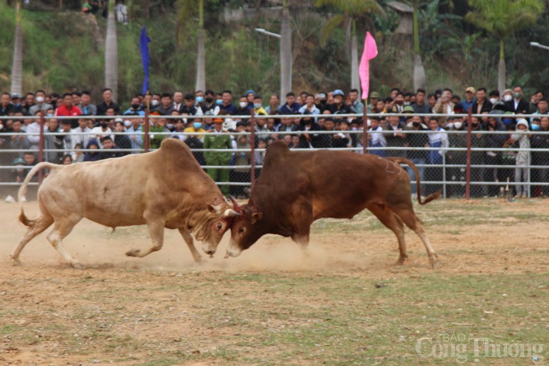 Độc đáo lễ hội chọi bò tại Điện Biên