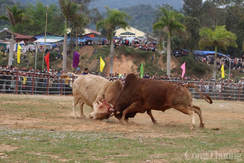 Độc đáo lễ hội chọi bò tại Điện Biên