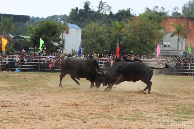 Độc đáo lễ hội chọi bò tại Điện Biên