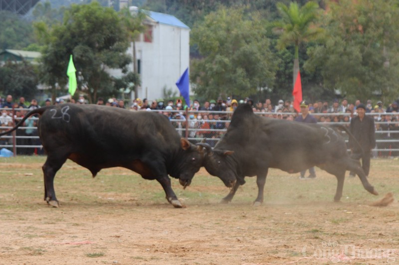 Độc đáo lễ hội chọi bò tại Điện Biên