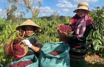 Giá cà phê mới nhất ngày 13/2/2024: Thị trường cà phê trong nước ổn định ở mức cao