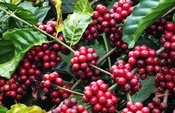 Ảnh hưởng từ nguồn cung tạo sức ép lên giá cà phê