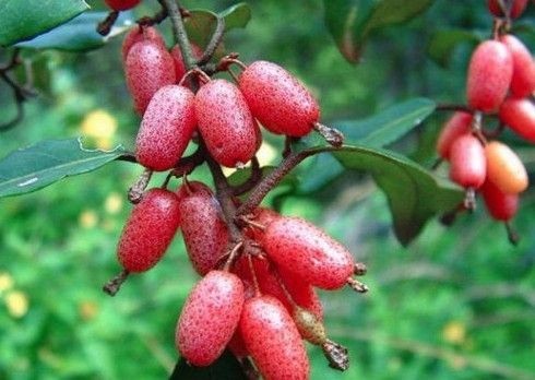 Quả nhót - những công dụng đặc biệt với sức khỏe Quả nhót - những công dụng đặc biệt với sức khỏe