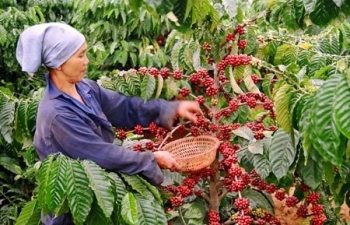 Giá cà phê mới nhất ngày 20/2/2024: Thị trường cà phê trong nước duy trì đà tăng lên mức 81.600 đồng/kg