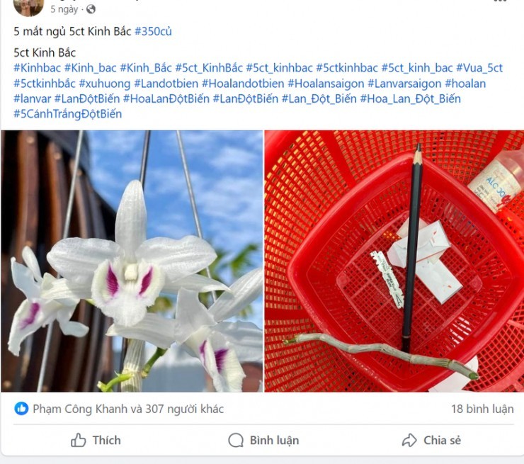 Lan đột biến “sốt” trở lại, cảnh báo chiêu tạo sóng “lùa gà” Lan đột biến “sốt” trở lại, cảnh báo chiêu tạo sóng “lùa gà”