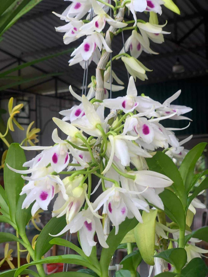 Lan đột biến “sốt” trở lại, cảnh báo chiêu tạo sóng “lùa gà” Lan đột biến “sốt” trở lại, cảnh báo chiêu tạo sóng “lùa gà”