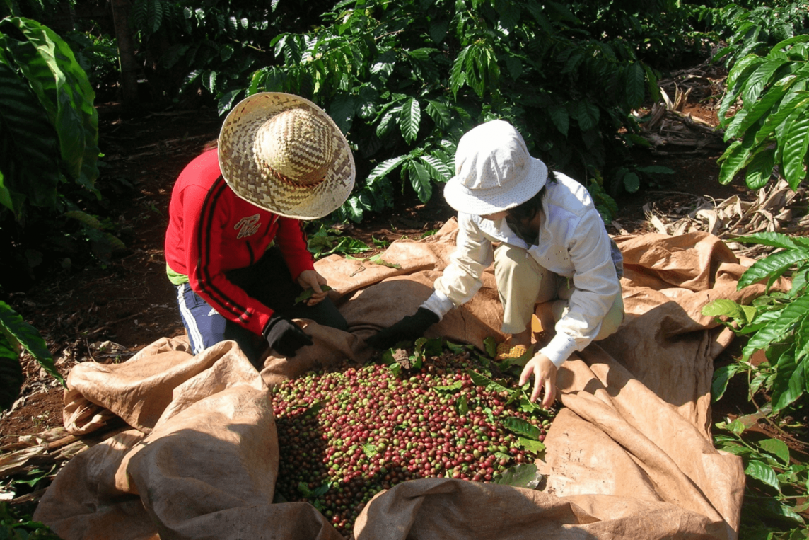 Thị trường cà phê trong nước