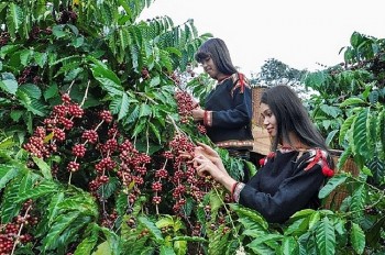 Giá cà phê Robusta quay đầu giảm 2% sau 2 phiên tăng nhẹ