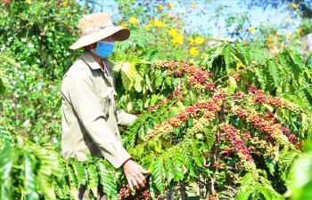 Giá cà phê mới nhất ngày 25/2/2024: Thị trường cà phê trong nước giảm 900 - 1.100 đồng/kg