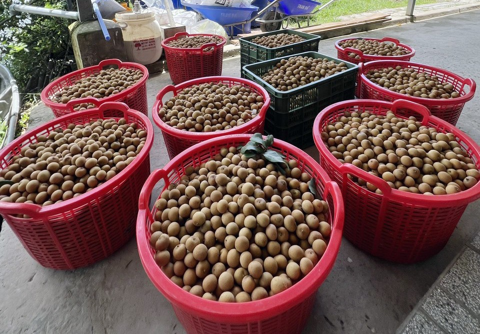 Tỷ phú miền Tây kể chuyện bén duyên, làm giàu với trái thanh nhãn