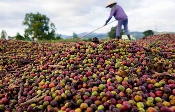 Giá cà phê mới nhất ngày 26/2/2024: Thị trường cà phê trong nước tăng 600 – 700 đồng/kg