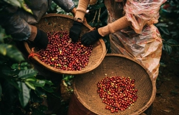 Giá cà phê tiếp đà giảm