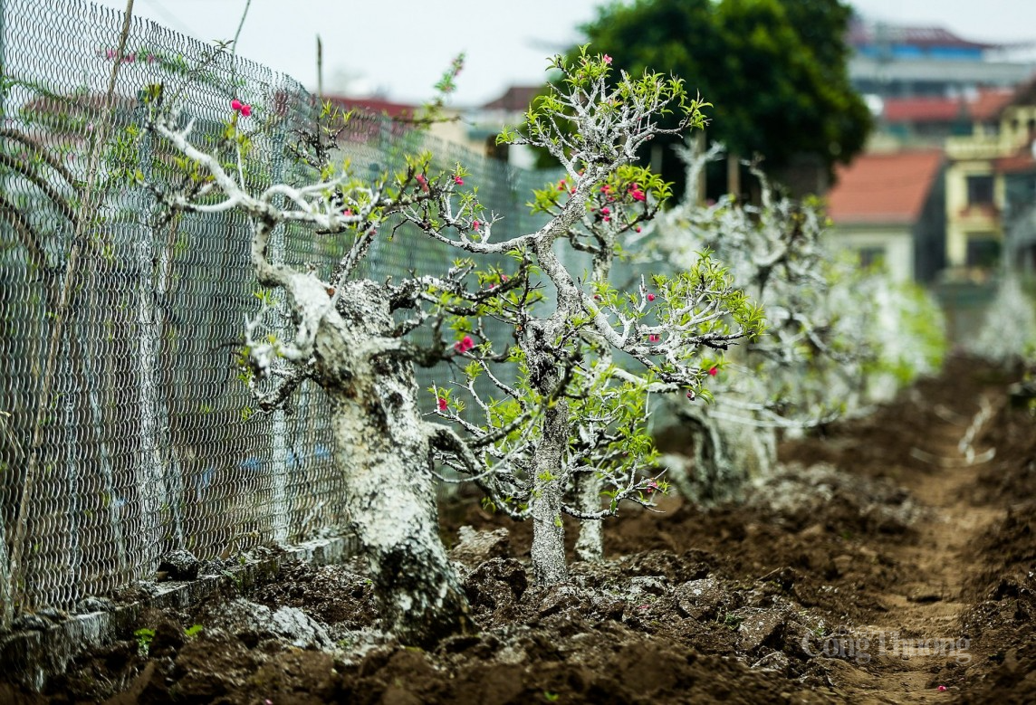 Sau Tết Nguyên đán, làng Nhật Tân tất bật ‘hồi sinh’ đào Sau Tết Nguyên đán, làng Nhật Tân tất bật ‘hồi sinh’ đào