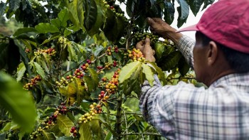 Giá cà phê hôm nay, 29/2/2024: Giá cà phê trong nước tiếp tục tăng cao