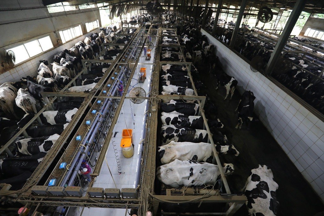 Trang trại bò sữa TH 