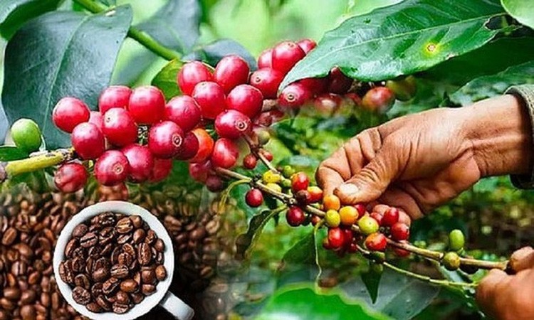 Tồn kho về mức thấp, giá cà phê Robusta dẫn đầu đà tăng Tồn kho về mức thấp, giá cà phê Robusta dẫn đầu đà tăng