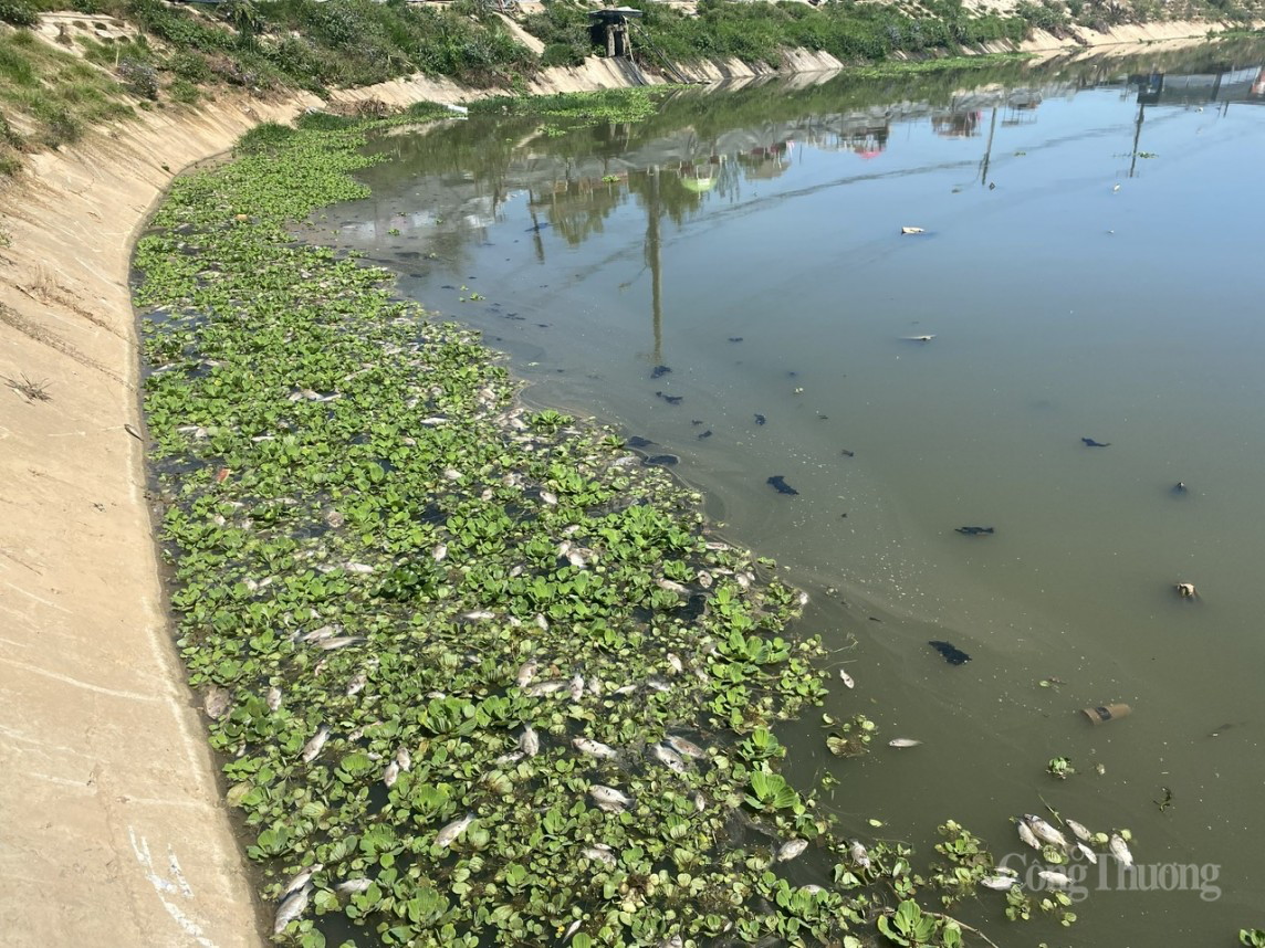 Lâm Đồng: Ô nhiễm nghiêm trọng tại các hồ lắng xung quanh hồ Xuân Hương Đà Lạt Lâm Đồng: Ô nhiễm nghiêm trọng tại các hồ lắng xung quanh hồ Xuân Hương Đà Lạt