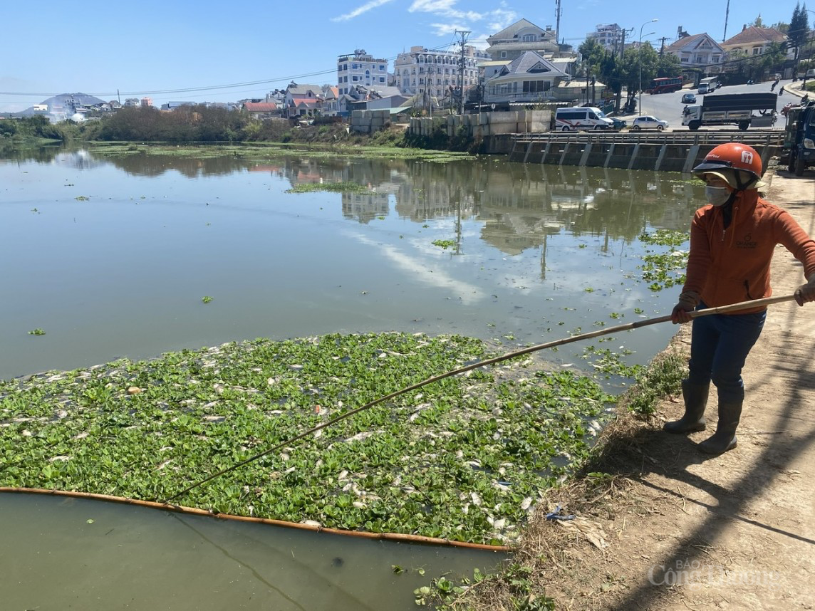 Lâm Đồng: Ô nhiễm nghiêm trọng tại các hồ lắng xung quanh hồ Xuân Hương Đà Lạt Lâm Đồng: Ô nhiễm nghiêm trọng tại các hồ lắng xung quanh hồ Xuân Hương Đà Lạt