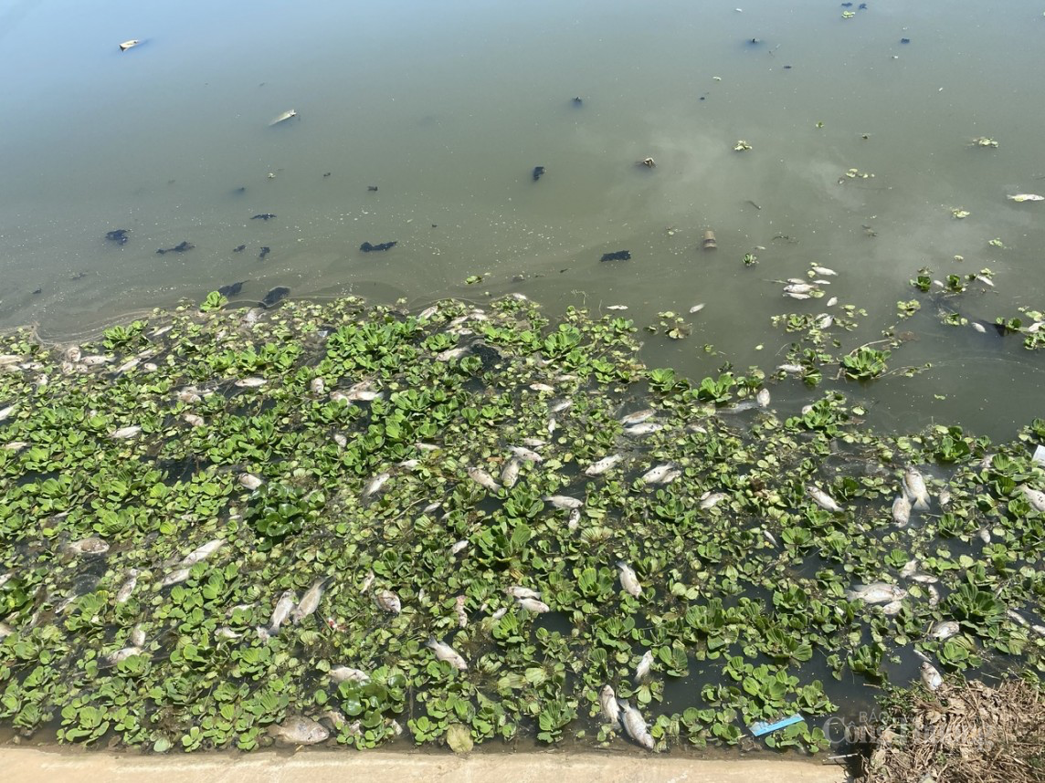 Lâm Đồng: Ô nhiễm nghiêm trọng tại các hồ lắng xung quanh hồ Xuân Hương Đà Lạt Lâm Đồng: Ô nhiễm nghiêm trọng tại các hồ lắng xung quanh hồ Xuân Hương Đà Lạt