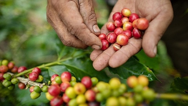 giá Arabica quay đầu giảm nhẹ 0,57% so với tham chiếu