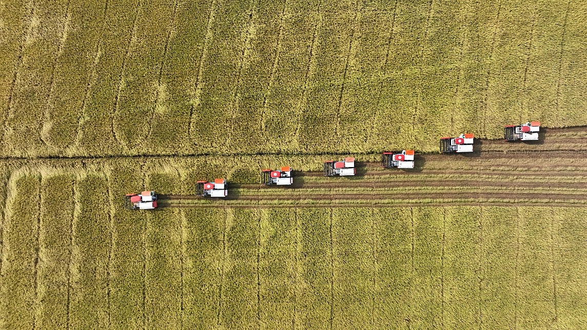 Đường dài cho xuất khẩu gạo: Bài 3 - Phát huy hiệu quả chuỗi cung ứng lúa gạo Đường dài cho xuất khẩu gạo: Bài 3 - Phát huy hiệu quả chuỗi cung ứng lúa gạo