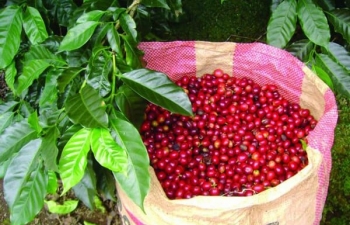 Lo ngại về nguồn cung, giá cà phê hồi phục trong sắc xanh