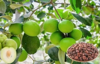 Loại quả còi mọc ở góc vườn mà nhiều lợi ích không ngờ