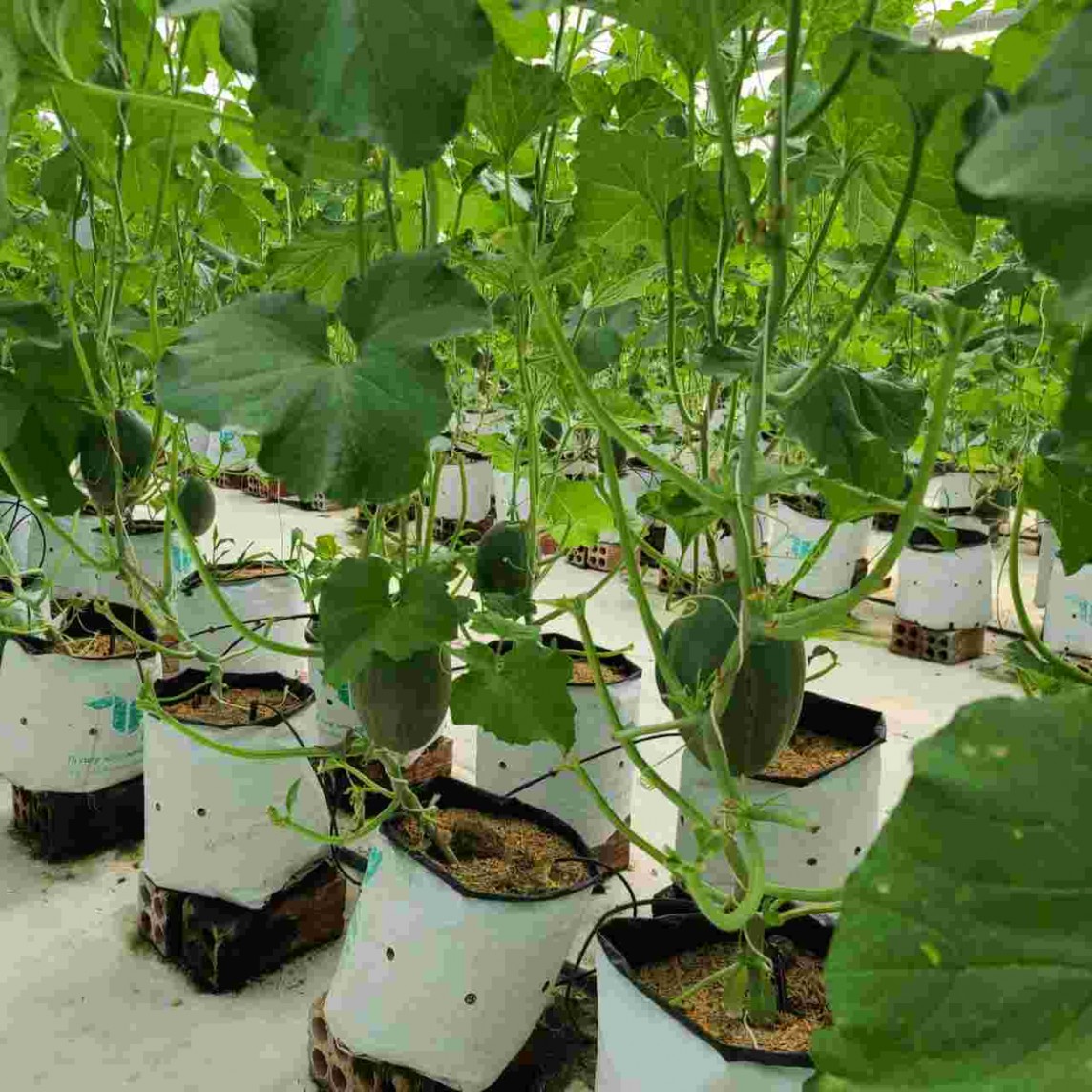 Bà Rịa – Vũng Tàu: Đẩy mạnh phát triển kinh tế tập thể, hợp tác xã Bà Rịa – Vũng Tàu: Đẩy mạnh phát triển kinh tế tập thể, hợp tác xã