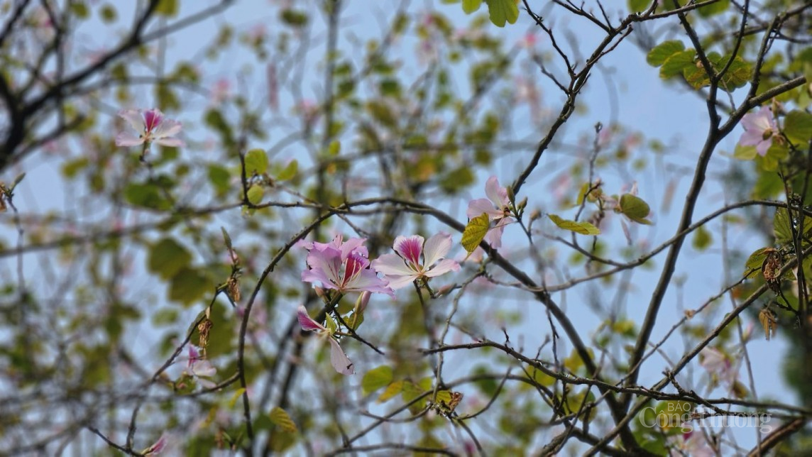 Hà Nội: Dịch vụ ăn theo "hốt bạc" trên phố hoa ban Hà Nội: Dịch vụ ăn theo "hốt bạc" trên phố hoa ban