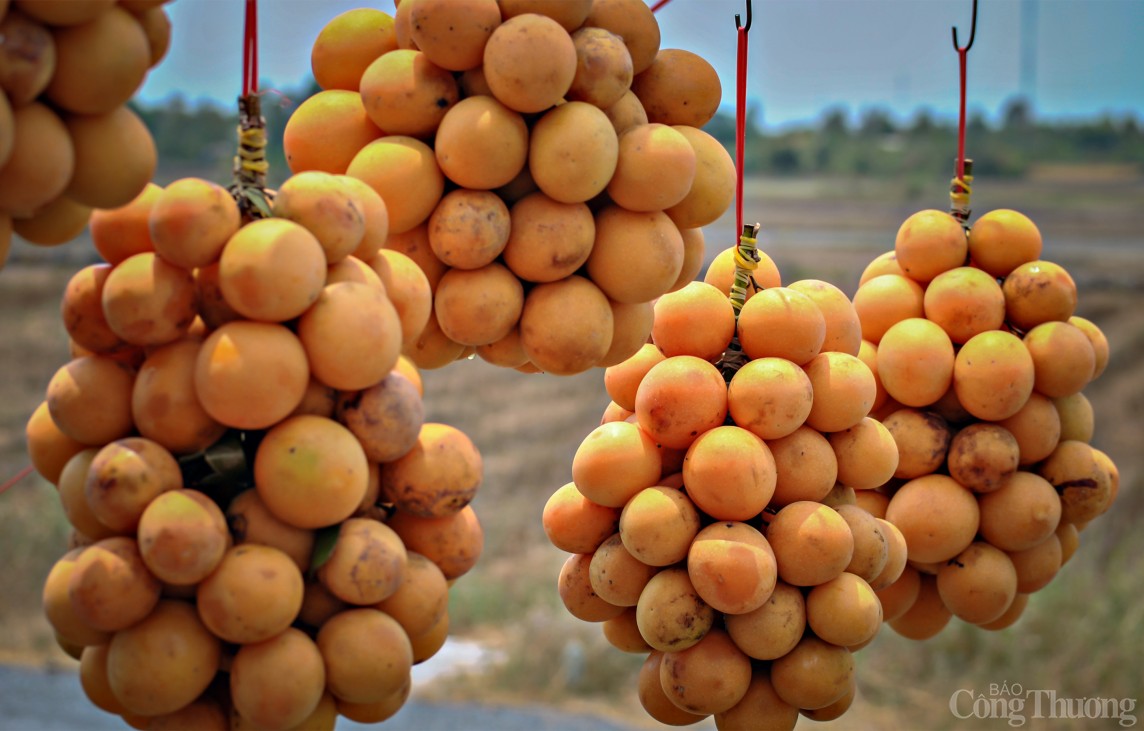 Vĩnh Long: Óng ánh sắc thanh trà đầu vụ - trái cây đặc sản miền Tây