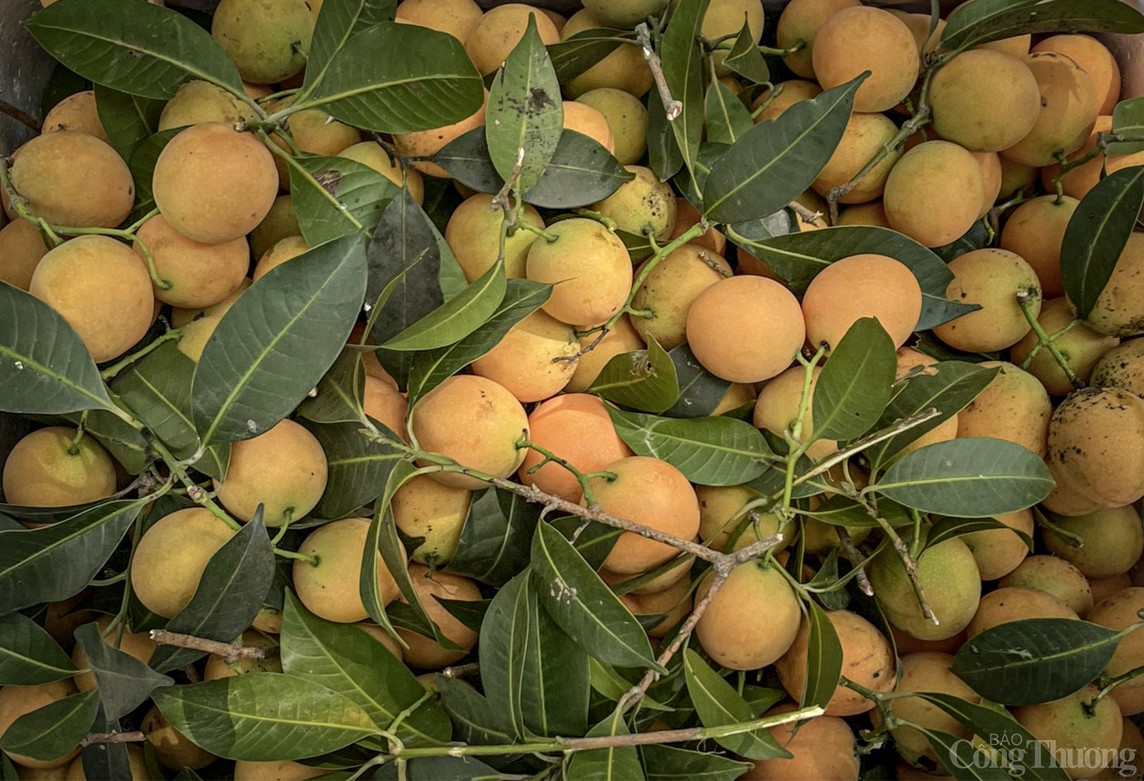 Vĩnh Long: Óng ánh sắc thanh trà đầu vụ - trái cây đặc sản miền Tây