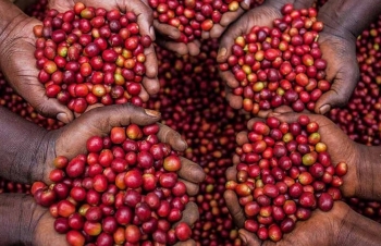 Giá cà phê biến động trước các thông tin trái chiều