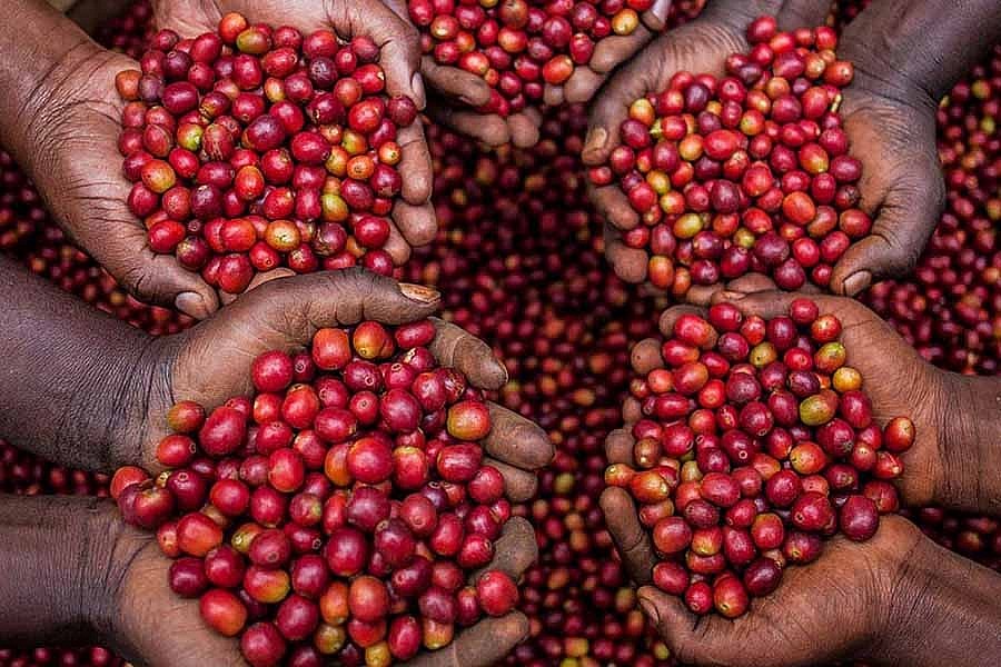 Giá Robusta có thể có nhịp điều chỉnh kỳ thuật về 3.225 USD/tấn trong phiên hôm nay nhưng xu hướng chính vẫn tăng do tín hiệu kém khả quan về nguồn cung Giá Robusta có thể có nhịp điều chỉnh kỳ thuật về 3.225 USD/tấn trong phiên hôm nay nhưng xu hướng chính vẫn tăng do tín hiệu kém khả quan về nguồn cung